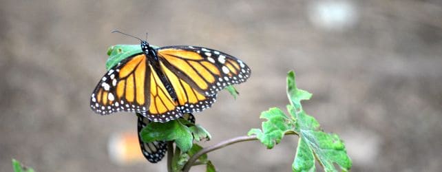 Flight of the Butterflies | Experiencing the Longest Known Insect Migration on Earth