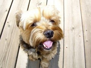 dog
