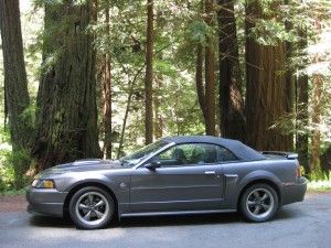 2004 Ford Mustang GT in Californian redwoods