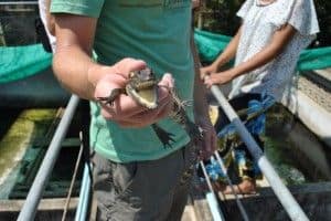 Baby crocodile