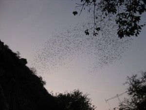 Battambang bats