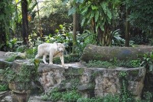 singapore zoo