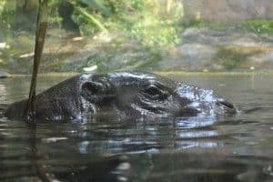 Singapore Zoo