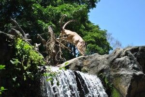 singapore zoo