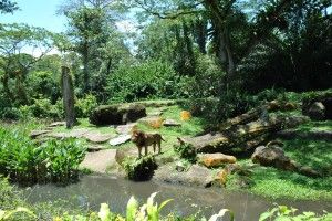 singapore zoo lion