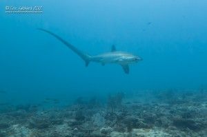 thresher shark