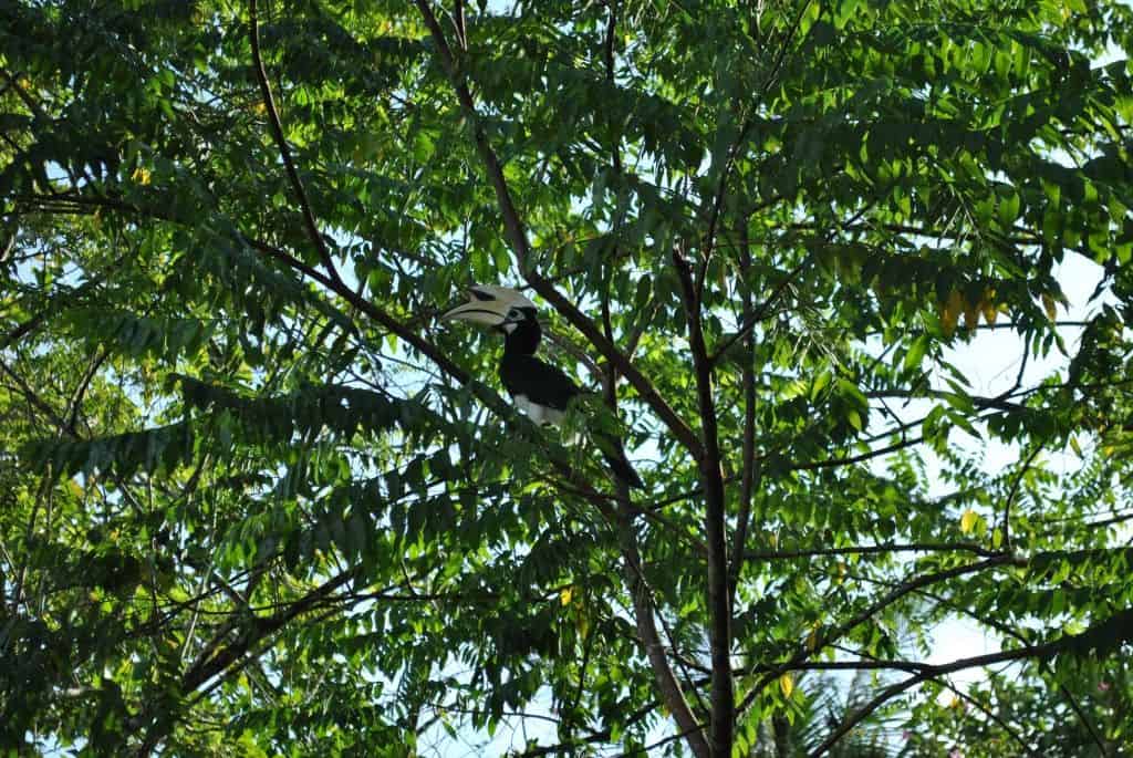 oriental hornbill