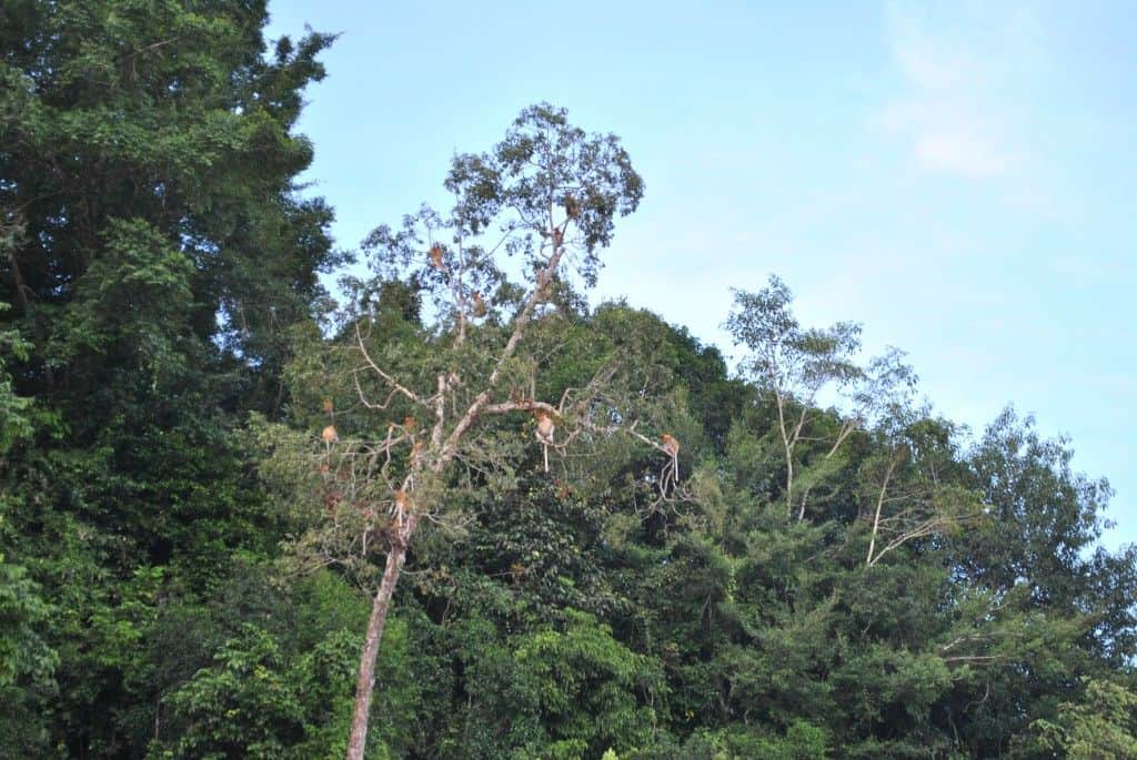 kinabatangan river cruise