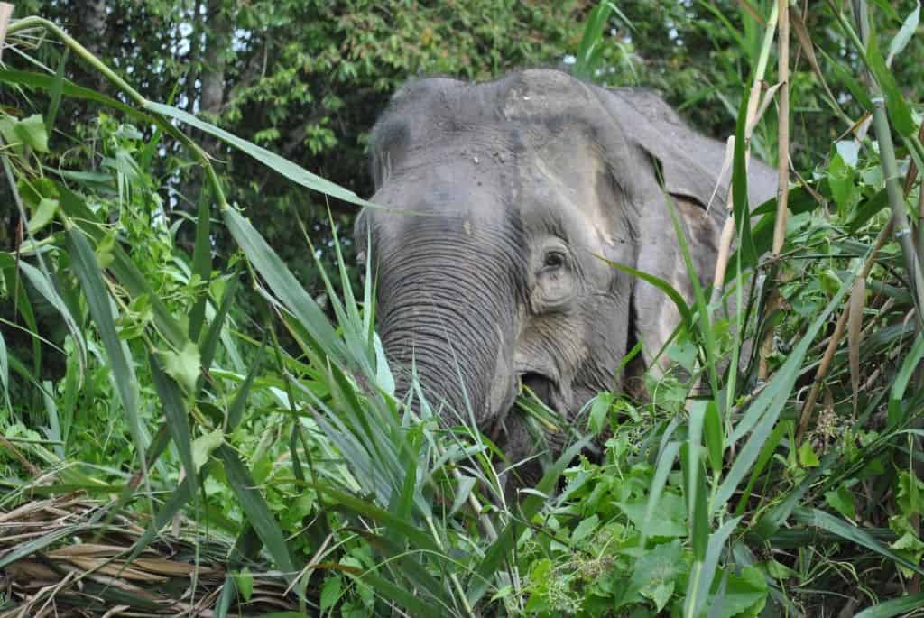 wild elephant sukao