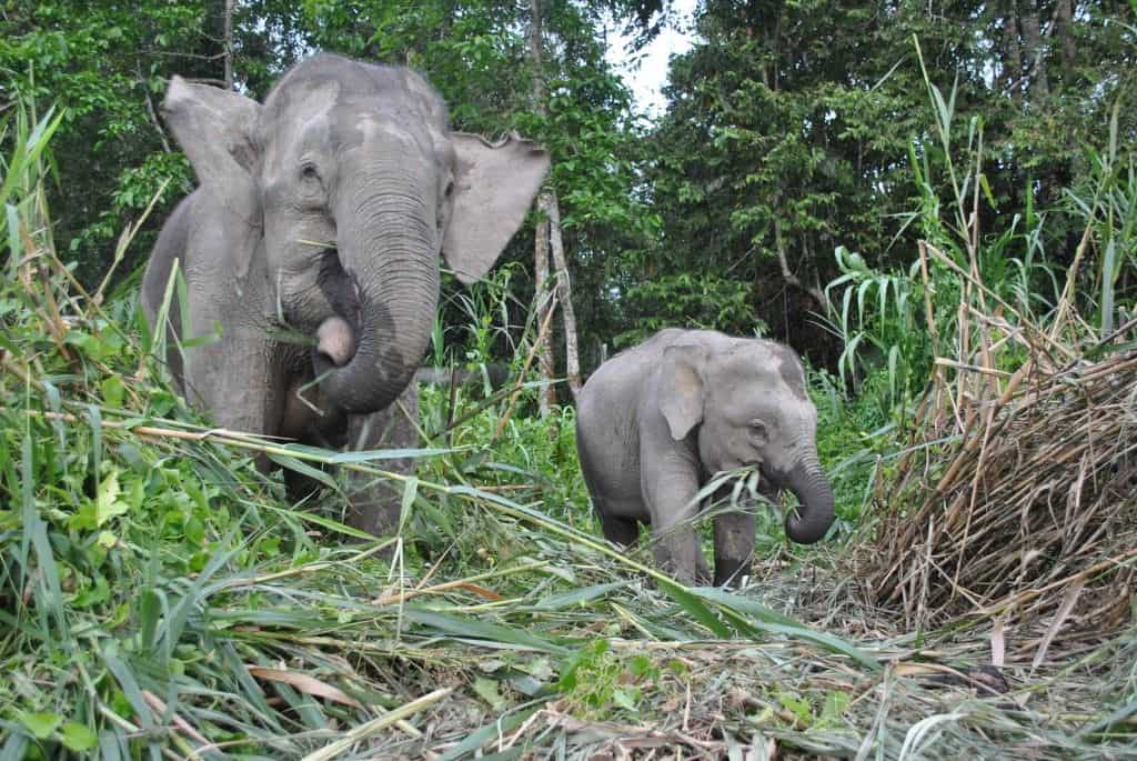 asian pygmy elephants