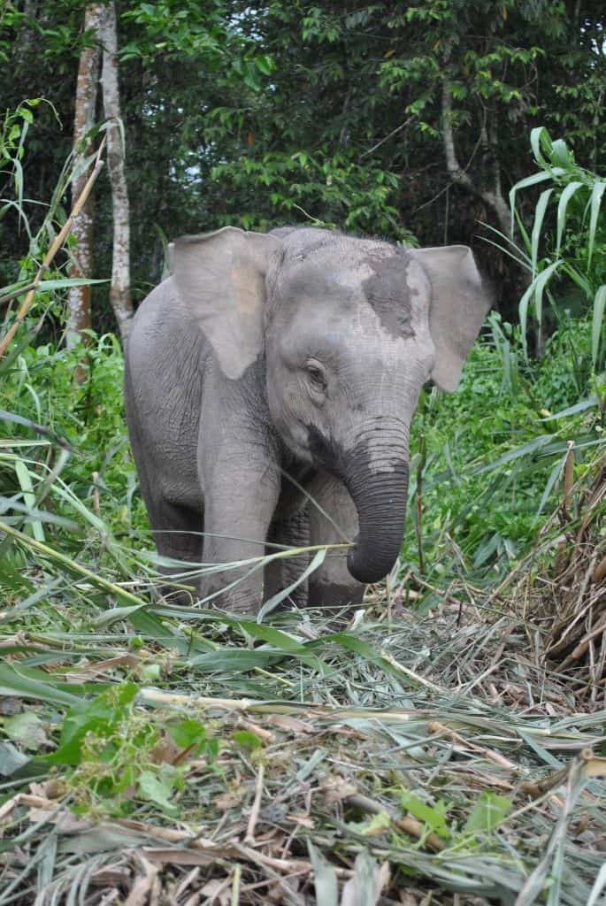 baby pygmy elephant borneo