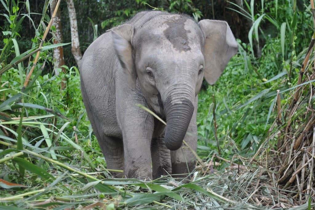 baby asian pygmy elephant