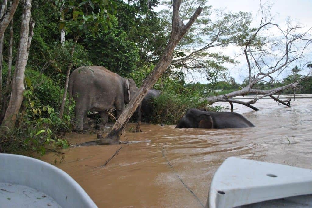 wild pygmy elephants borneo