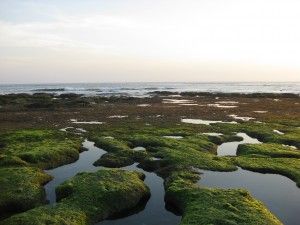 Canggu Beach Bali