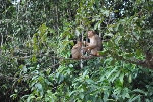 monkeys borneo