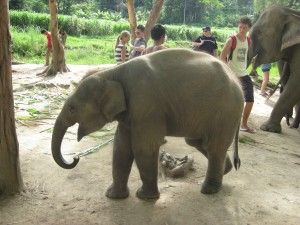 elephant photos