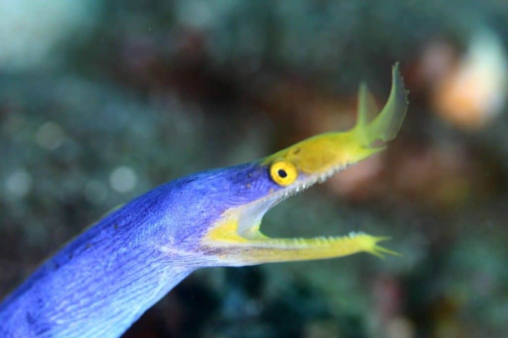 EEL Bali liberty wreck bali