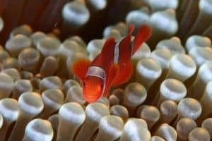 Nemo Finding Nemo
