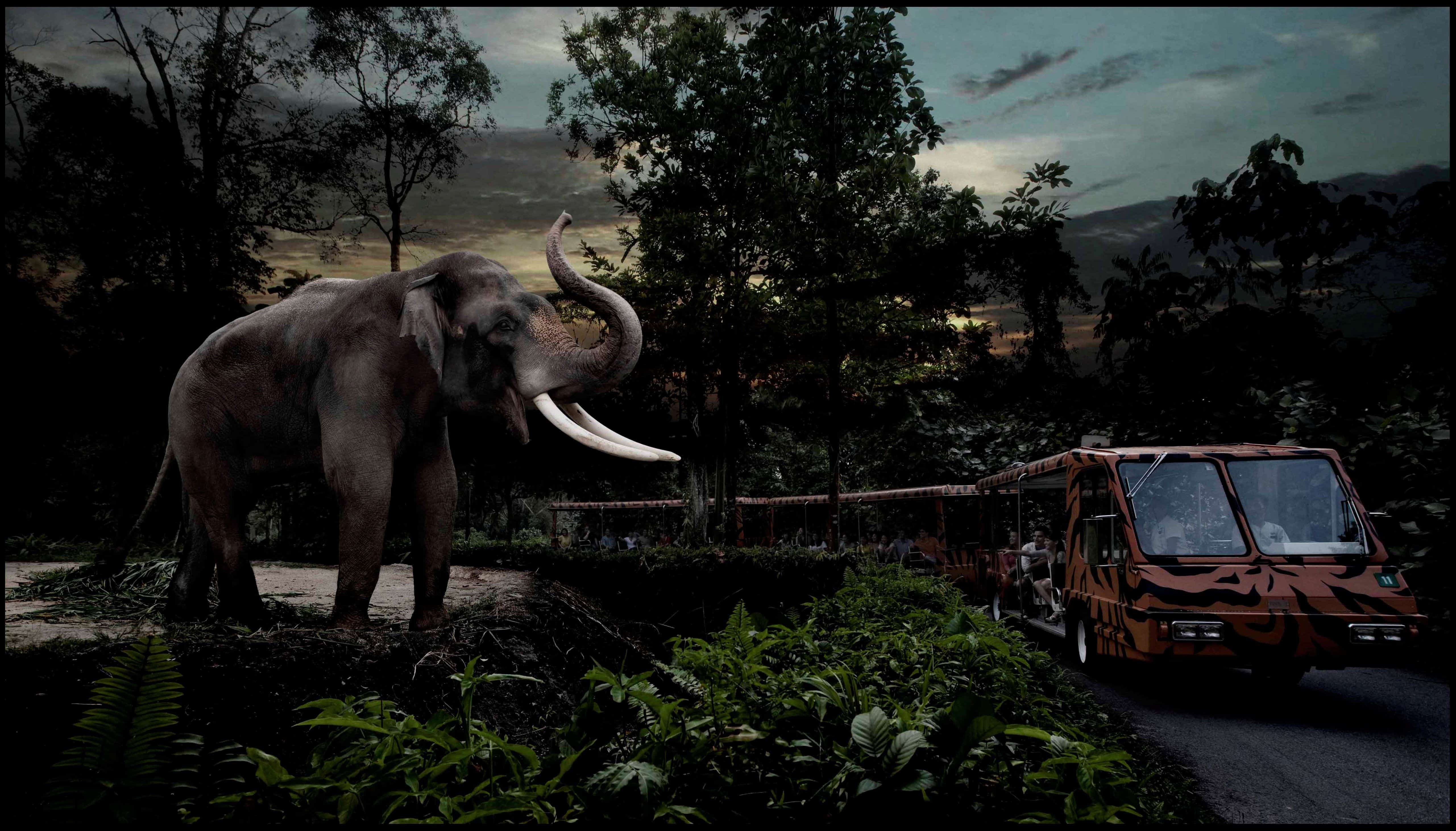 night safari singapore video