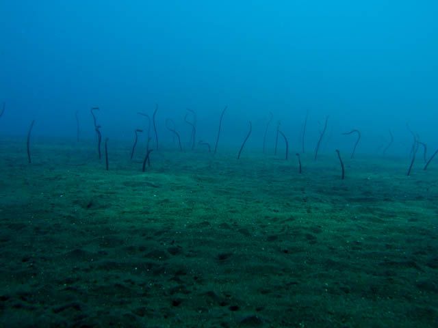 GardenEels garden eels bali