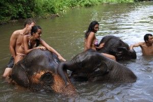 elephant in chiang mai