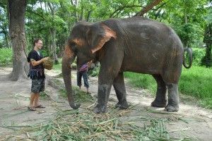patara elephant farms