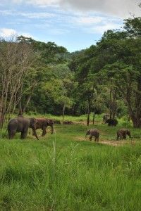 elephant photos