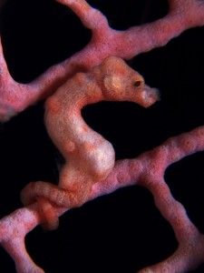 Pygmy at Tulamben tulamben pygmy seahorse