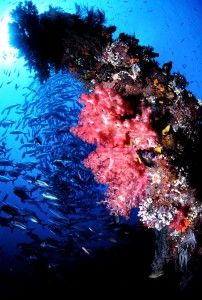 Wreck1 tulamben bali