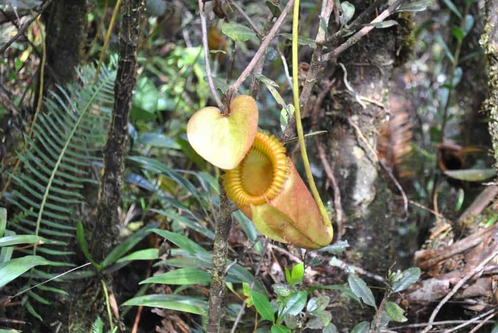 Nepenthes Rajah