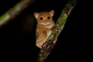 western tarsier borneo