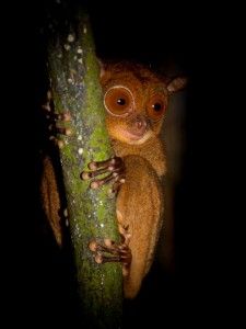 western tarsier sabah