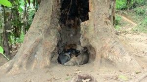 lost city colombia pigs