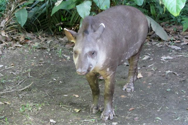 Tapir in the Bolivian Amazon