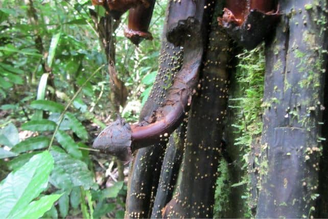 Bolivia Amazon Tree Penis