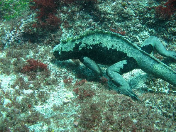 Scuba Diving Galapagos