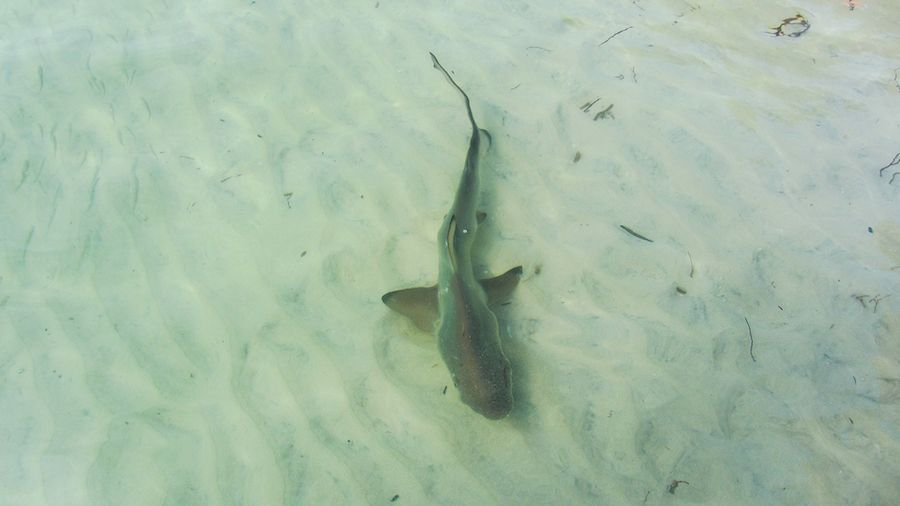 baby sharks in the galapagos