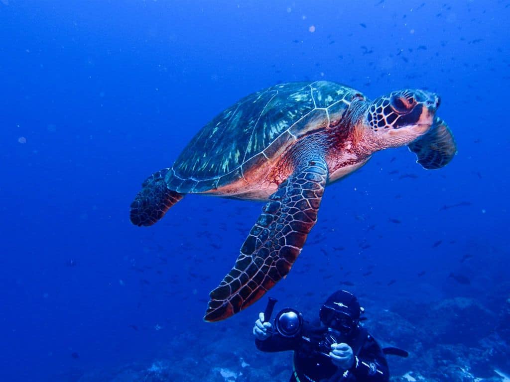 Scuba Diving with Turtles in the Galapagos