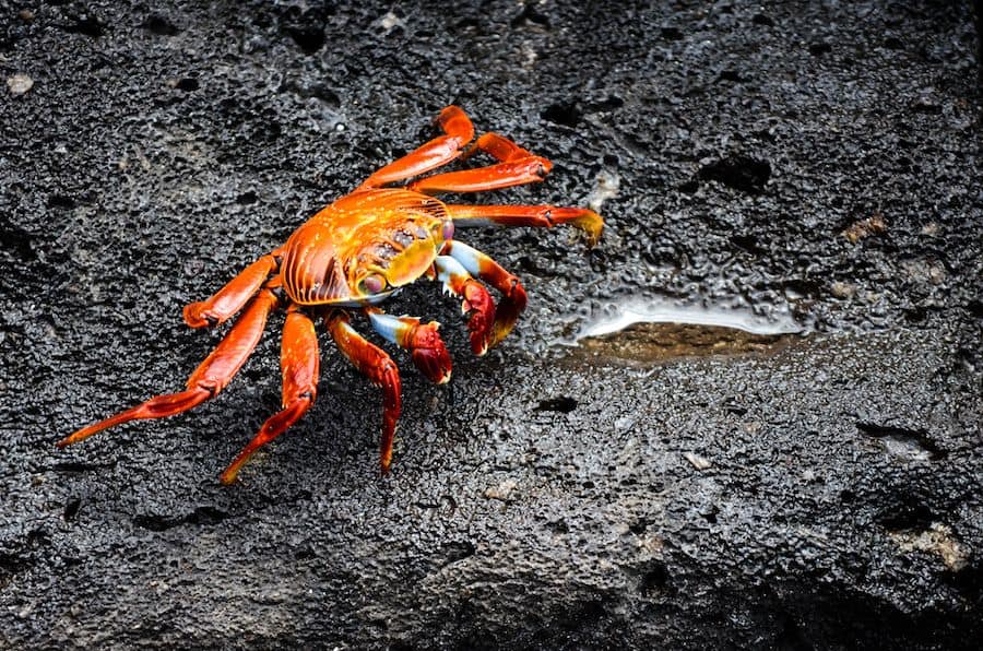 Red Rock Crab Galapagos