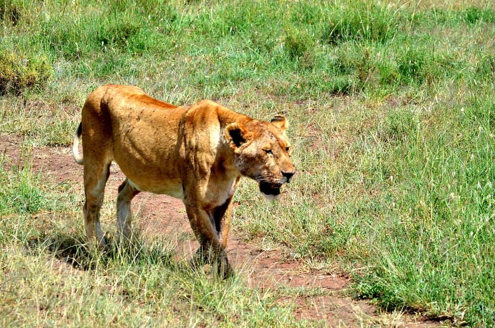 lions of the serengeti