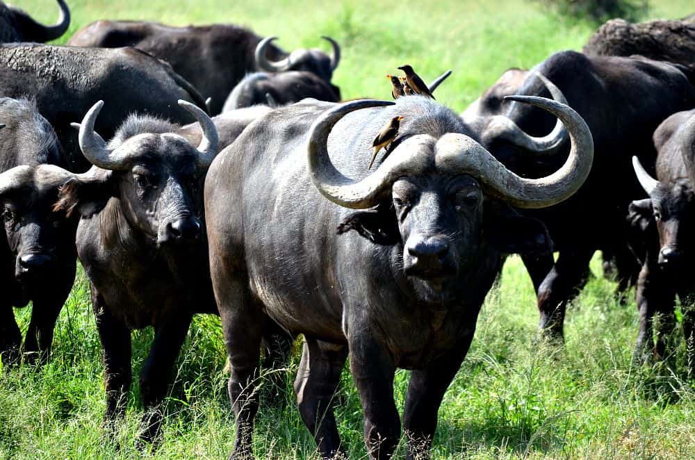 water buffalo africa