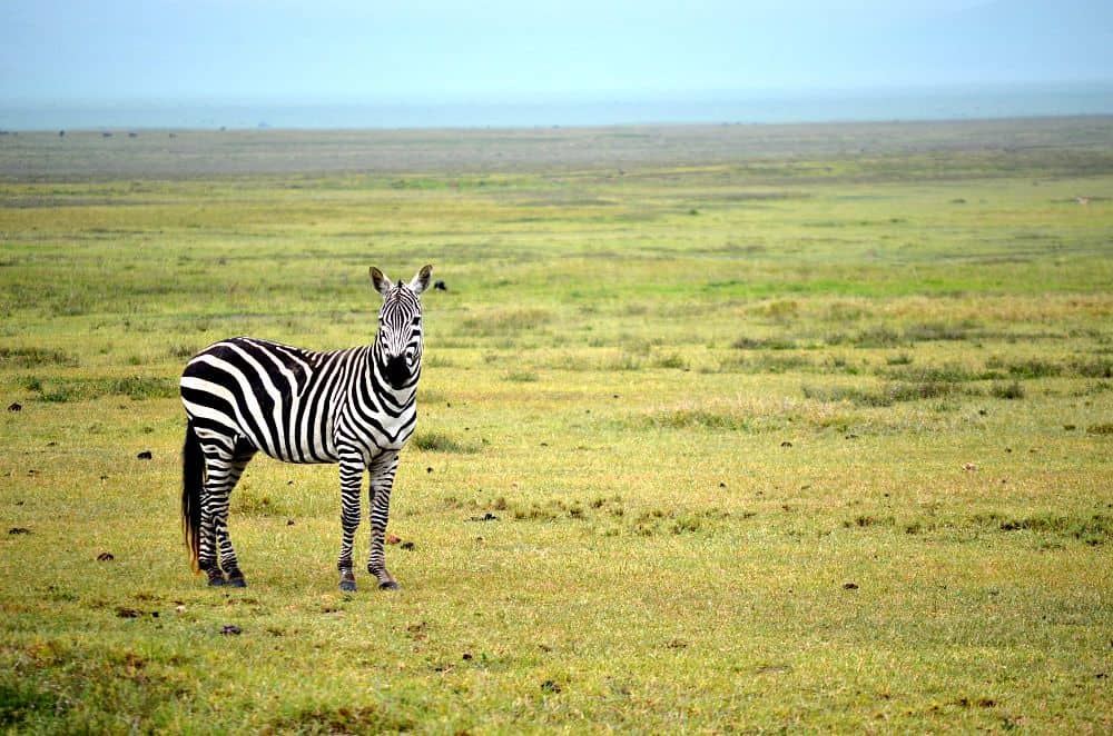 Zebra serengeti 