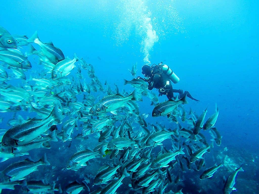 Scuba diving wit a school of fish in the Galapagos.